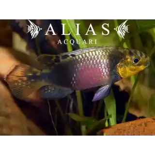 Pelvicachromis subocelatus matadi