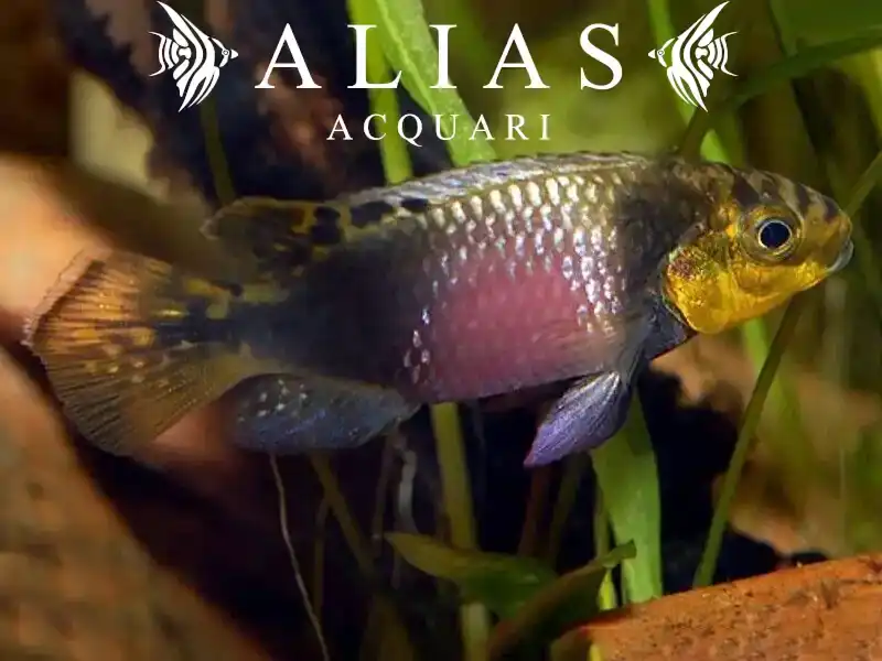 Pelvicachromis subocelatus matadi