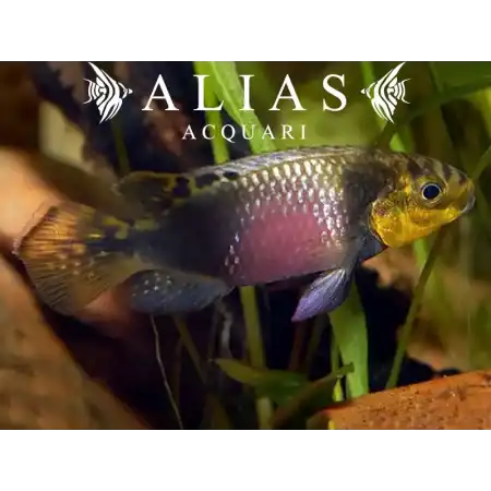 Pelvicachromis subocelatus matadi