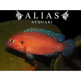 Hemichromis Exsul