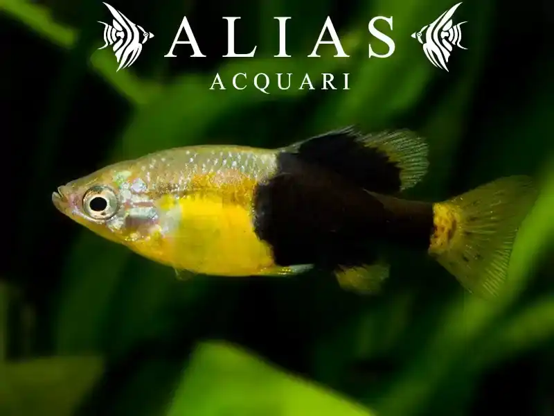 Skiffia multipunctata