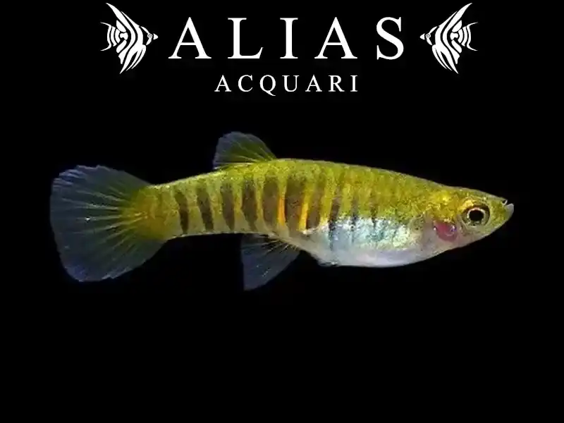 Neoheterandria Elegans