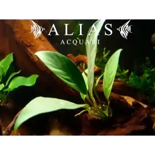 Anubias congensis
