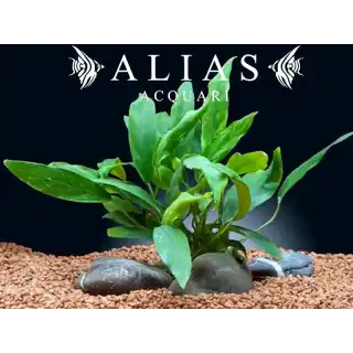 Anubias minima