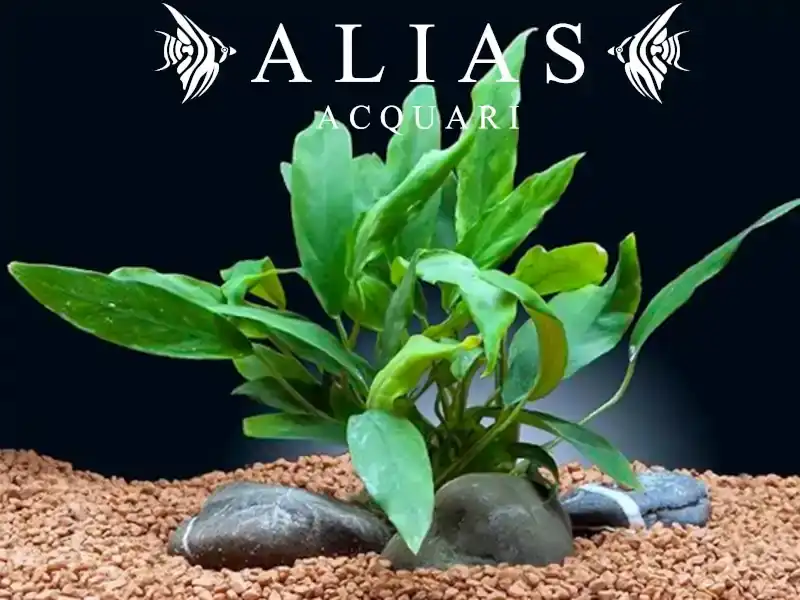 Anubias minima