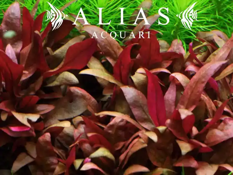 Alternanthera reineckii «Red»