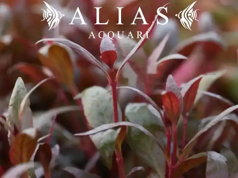 Alternanthera lilacina