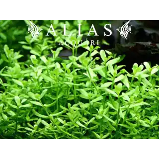 Bacopa monnieri