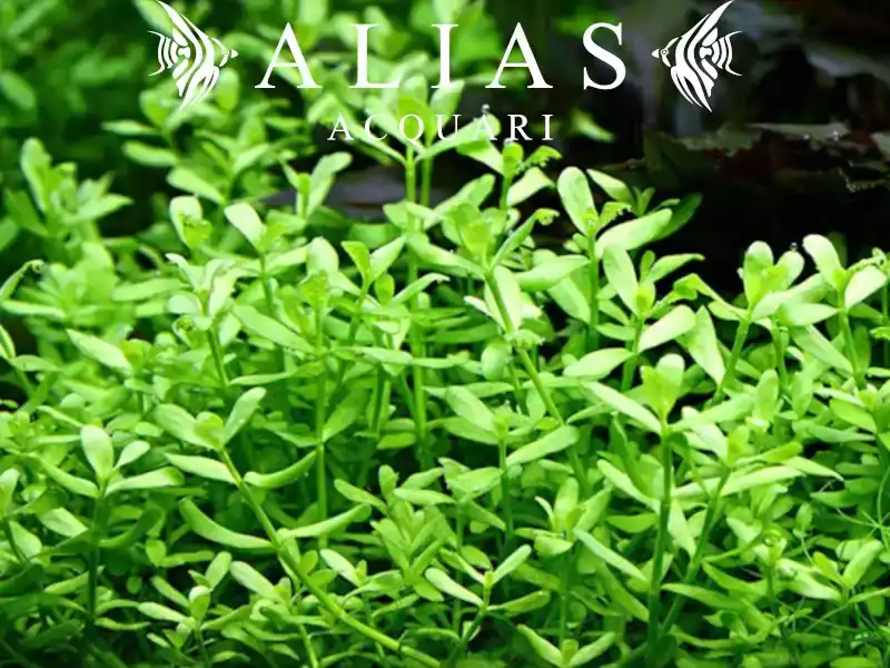 Bacopa monnieri