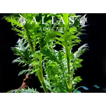 Hygrophila difformis