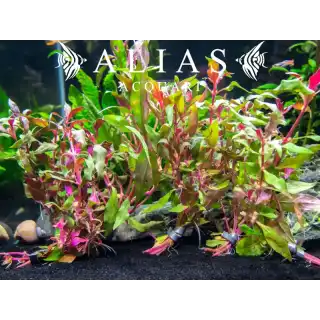 Alternanthera reineckii