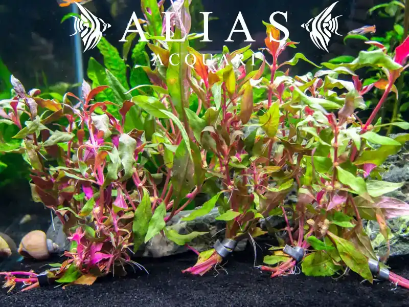 Alternanthera reineckii