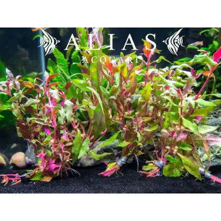 Alternanthera reineckii