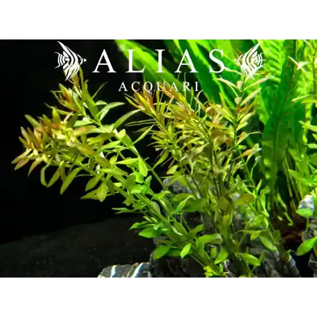 Ludwigia arcuata