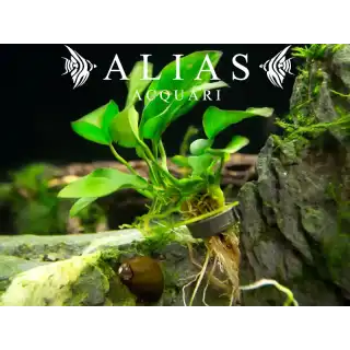 Anubias Nana