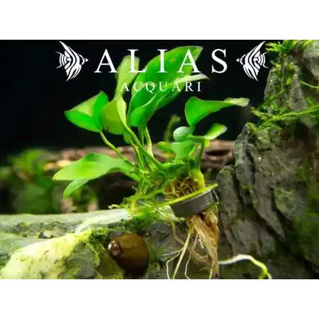 Anubias Nana