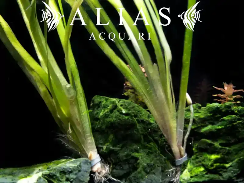 Vallisneria gigantea