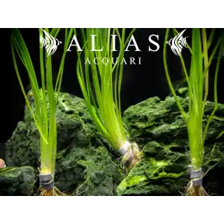 Sagittaria subulata