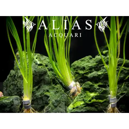 Sagittaria subulata