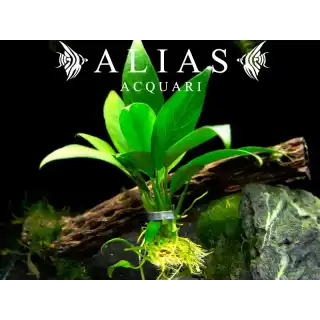 Anubias lanceolata