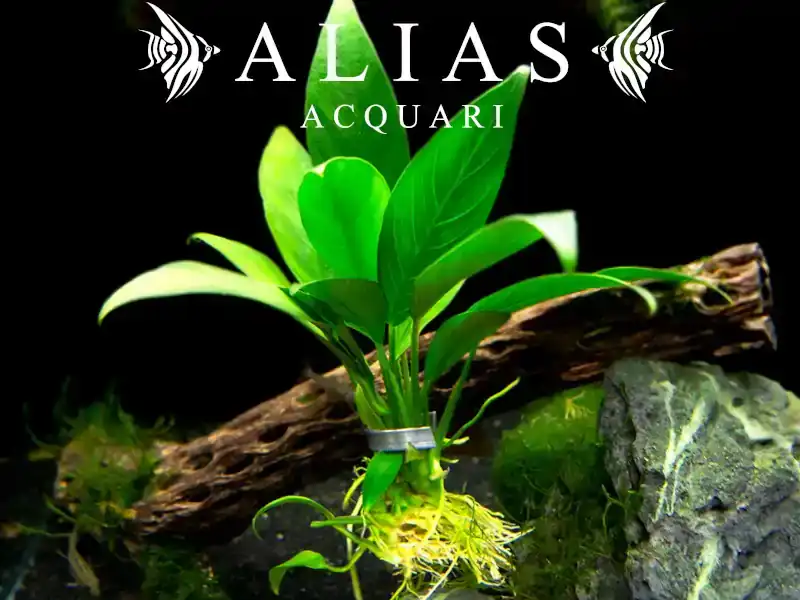 Anubias lanceolata