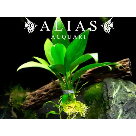 Anubias lanceolata