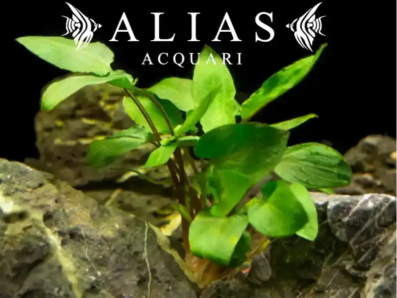 Cryptocoryne wendtii Green