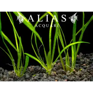 Vallisneria spiralis