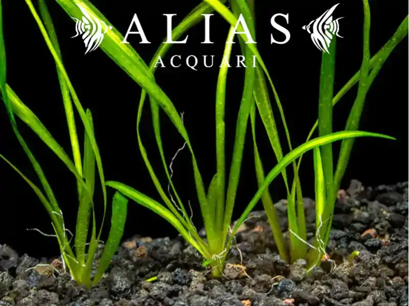 Vallisneria spiralis