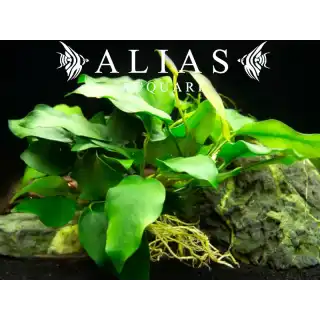 Anubias Barteri Nana