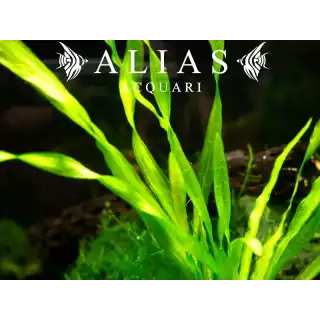 Vallisneria corkscrew