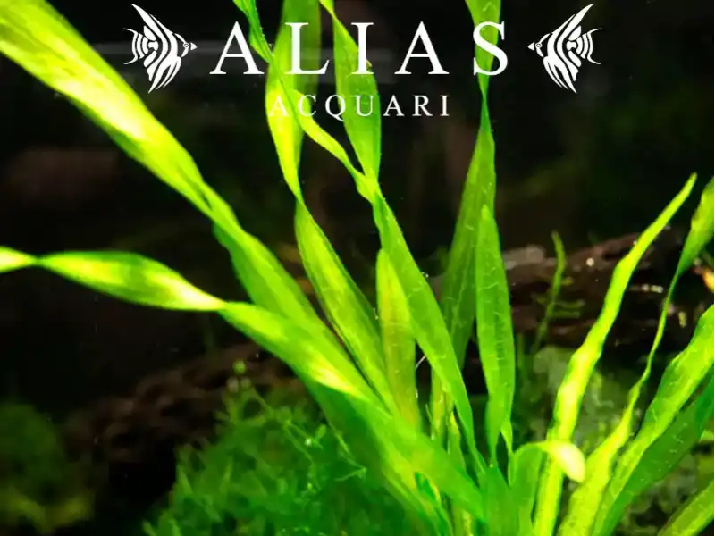 Vallisneria corkscrew