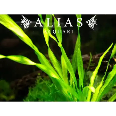 Vallisneria corkscrew