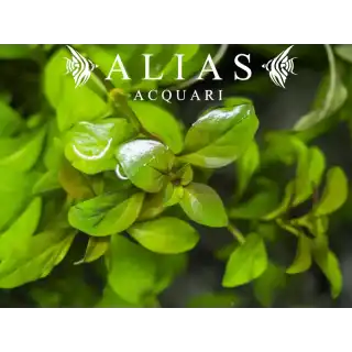 Ludwigia repens