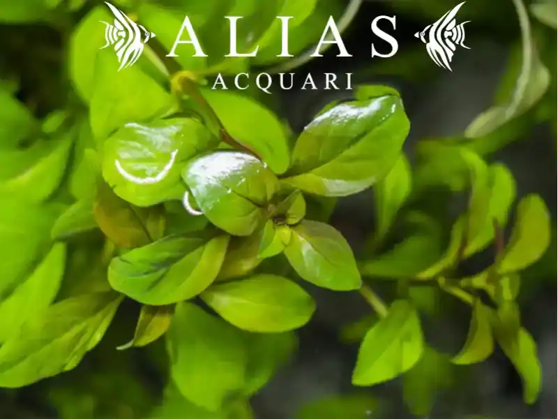 Ludwigia repens