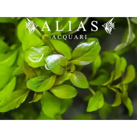 Ludwigia repens