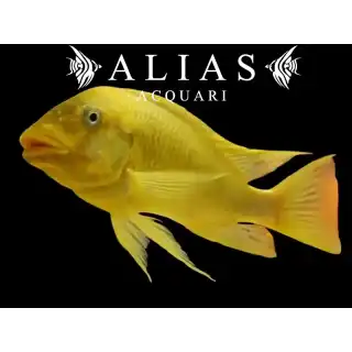Petrochromis Moshi Yellow