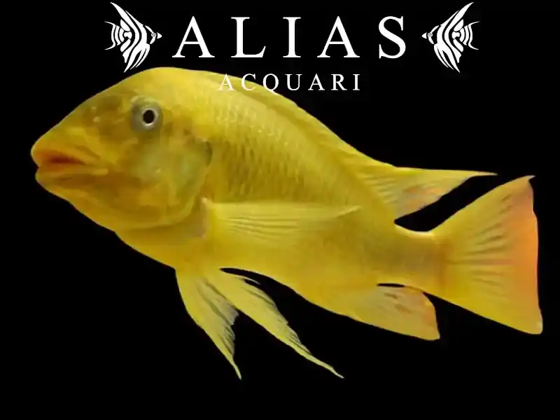 Petrochromis Moshi Yellow