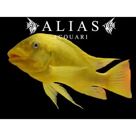 Petrochromis Moshi Yellow