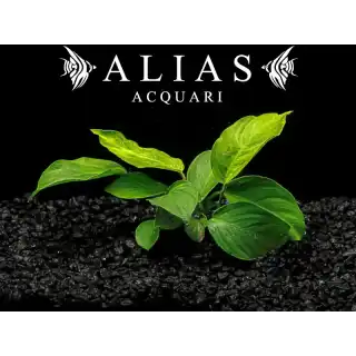 Anubias barteri Wrinkle Leaf