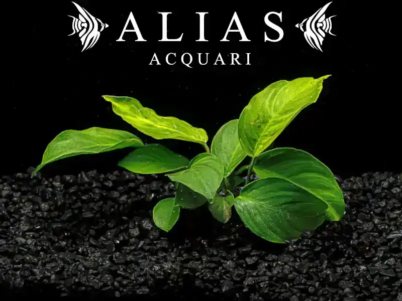 Anubias barteri Wrinkle Leaf