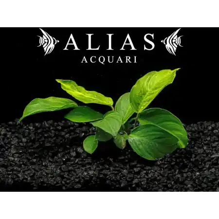 Anubias barteri Wrinkle Leaf
