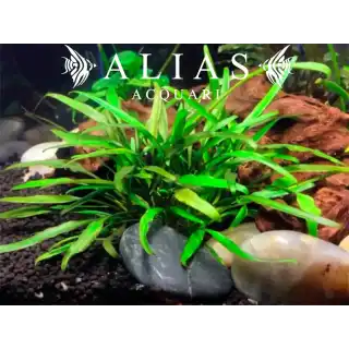 Cryptocoryne lucens