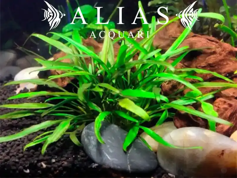 Cryptocoryne lucens