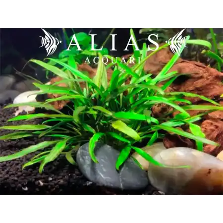 Cryptocoryne lucens