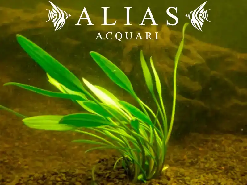 Cryptocoryne nevilli