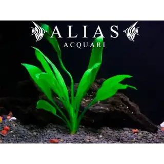 Echinodorus bleheri