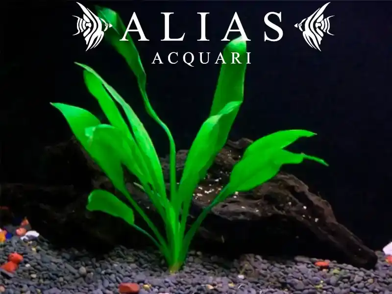 Echinodorus bleheri