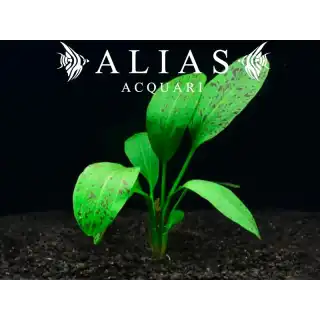 Echinodorus Ozelot Green