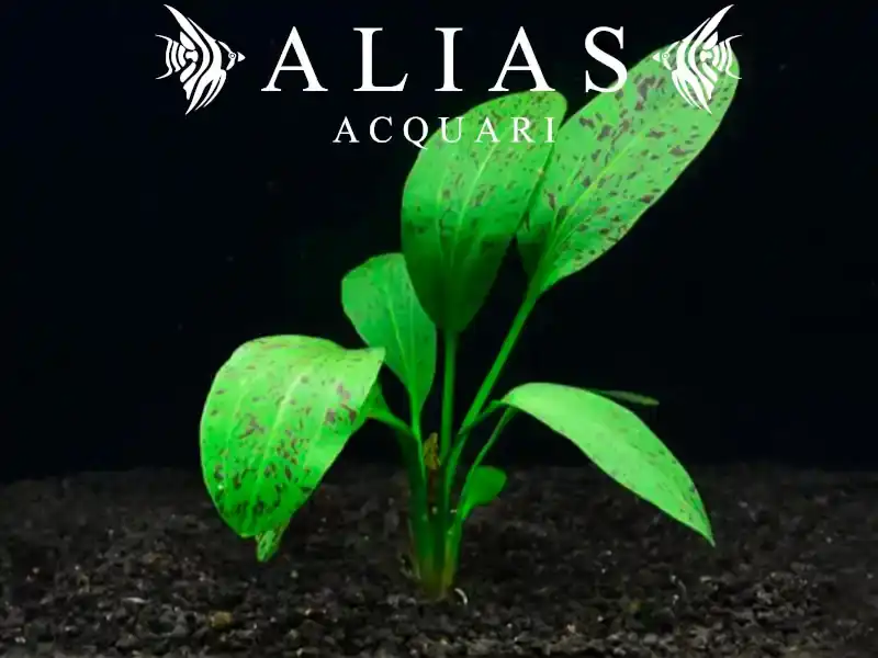 Echinodorus Ozelot Green